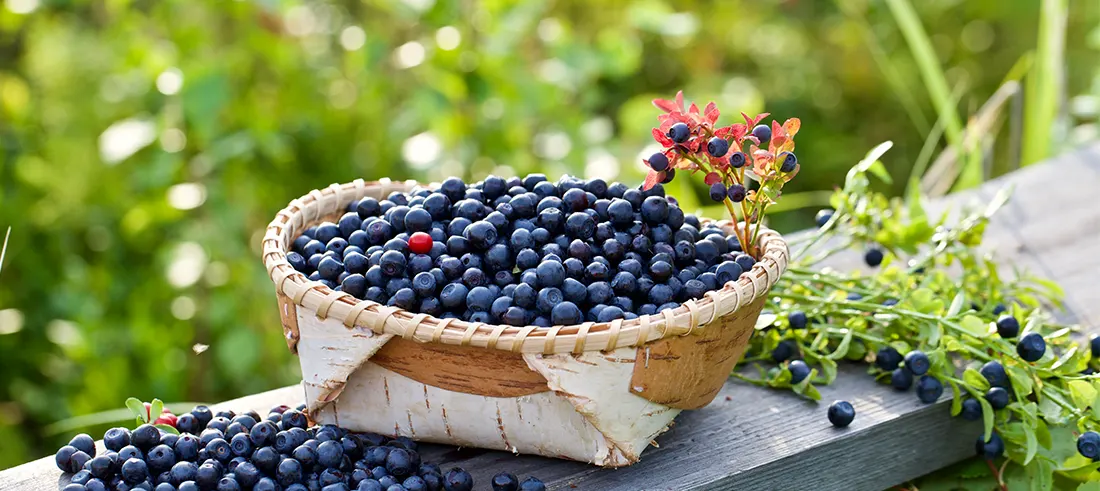 Bilberry’s Role in Supporting Memory Retention and Eye-Brain Coordination