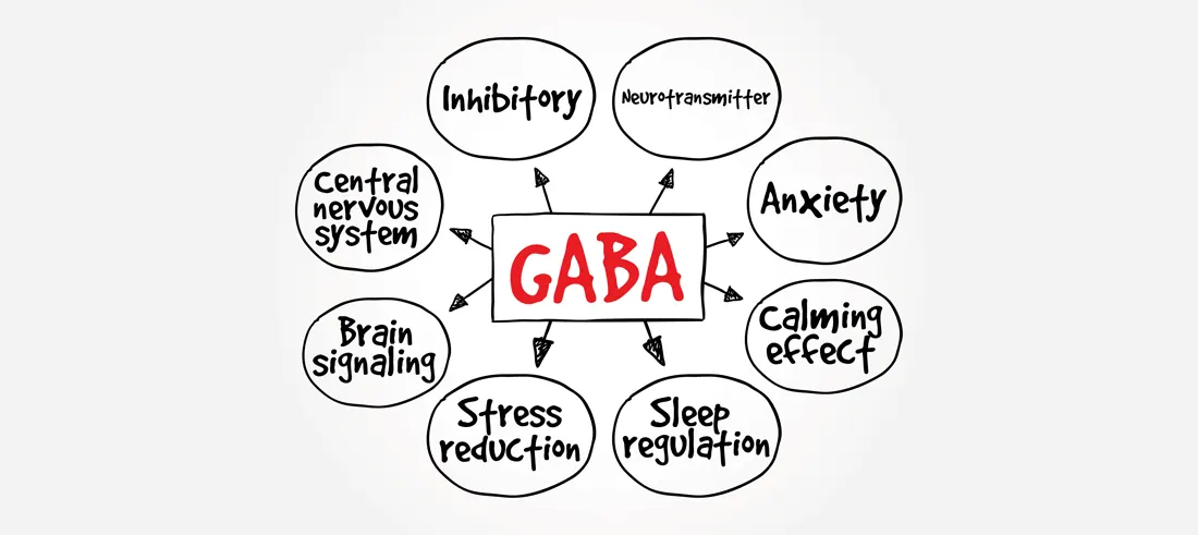 GABA Supports Brain Health