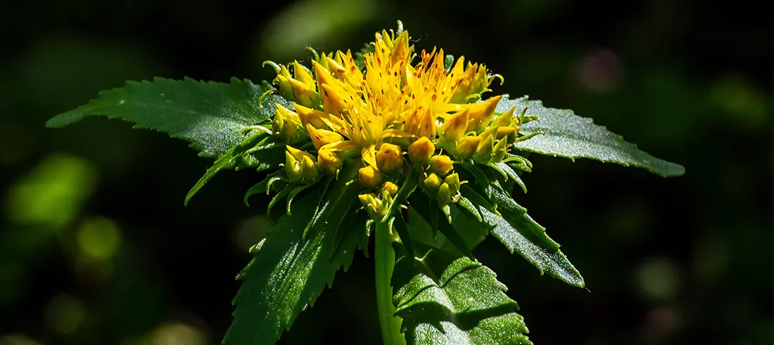 Rhodiola Rosea